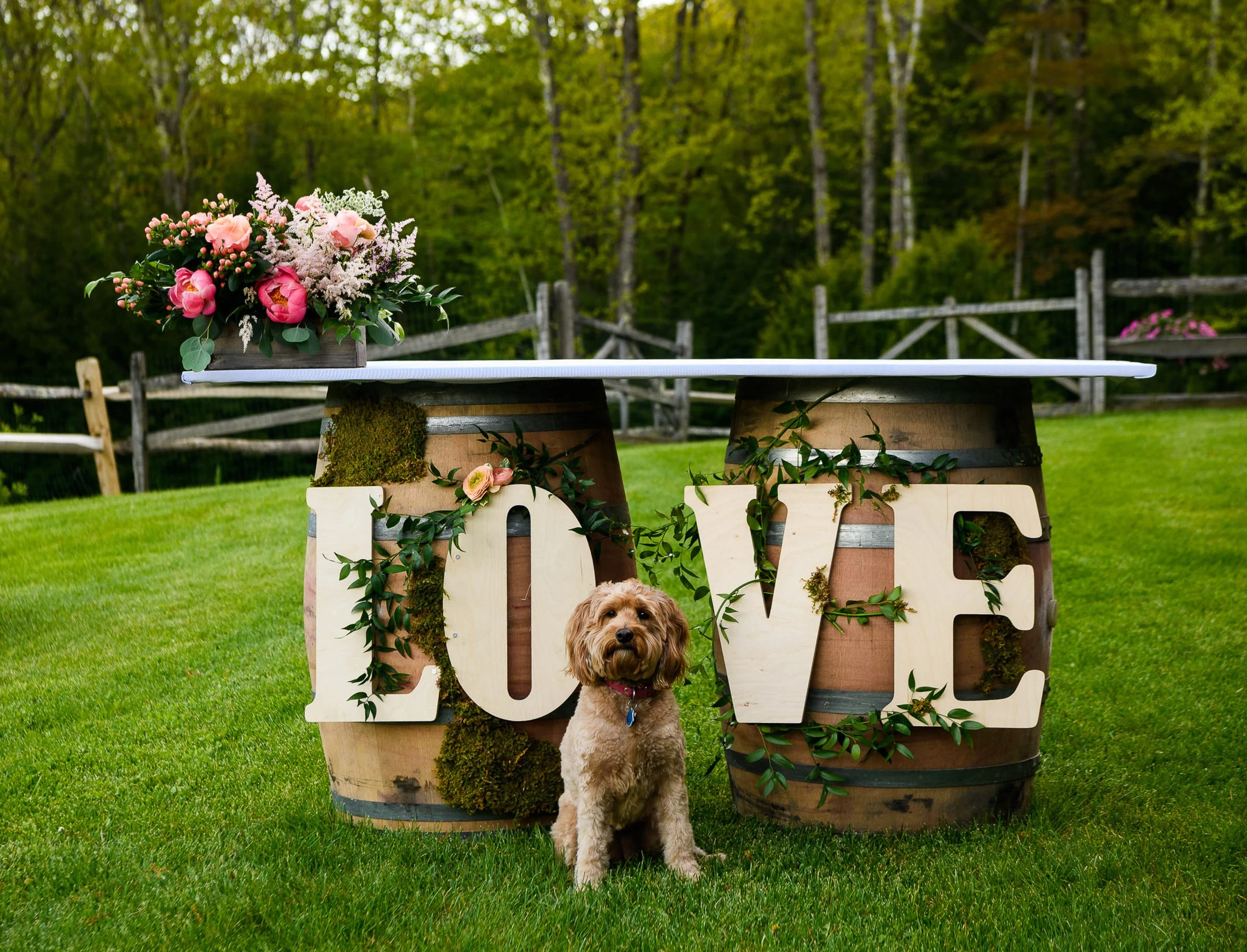 A dog sitting beside large LOVE letters and a flower-topped table on the lawn